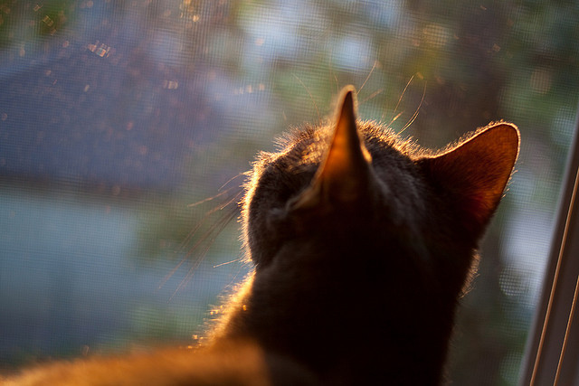 乌拉圭力克比利时,哈弗茨成为关键先生,一场战术与意志的胜利